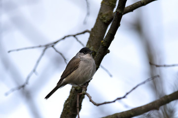 Blackcap europe forest passerine bird on tree