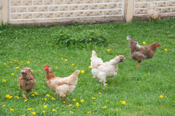 Chickens and Ducks in Organic Farm