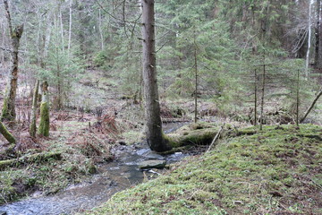 Forest landscape with an unusual tree growing in a forest stream.  