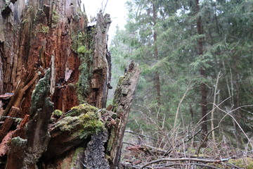 Old colorful mossy stump on the left in the photo against the background of an old spruce forest.