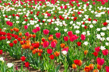 Colorful tulips bloom in the Park in spring