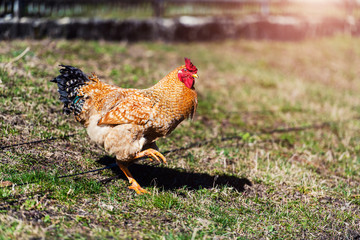 Chicken and rooster on a farm. Free grazing. Ecological farm.