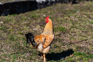 Chicken and rooster on a farm. Free grazing. Ecological farm.