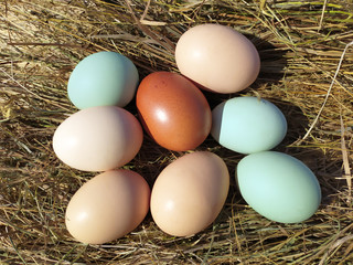 Chicken eggs in the straw nest. Natural homemade eggs. 