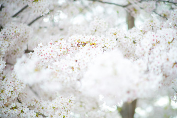 Flores de almendro almendros en flor