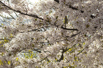 Flores de almendro almendros en flor