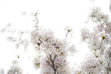 Flores de almendro almendros en flor