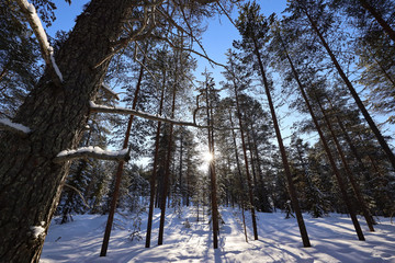 Fototapeta premium Scandinavian forest
