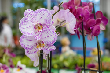 Orchids close-up on a blurred background