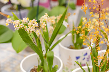 Oncidium orchid flowers in pots on a store counter, background. Focus with shallow depth of field.