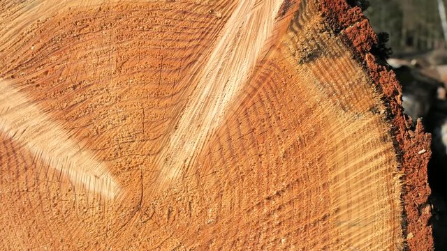 Pine tree texture with cracks and central knots. Interesting natural texture and year rings. 