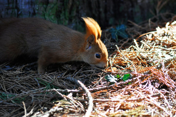 Eichhörnchen