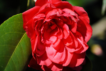 Rote Rose