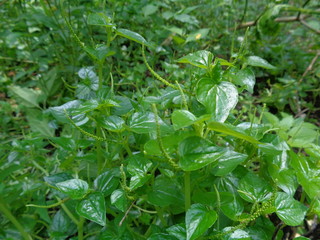 Peperomia pellucida (pepper elder, shining bush plant, and man to man) with natural background.