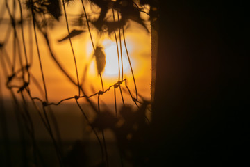 Magical sunrise sun behind the tree detail. There is a golden sky in the background. Dark clouds in the sky