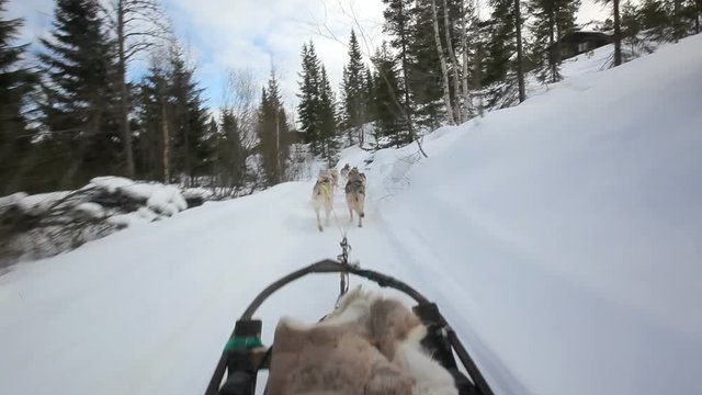 Sled dog in Orsa, Sweden