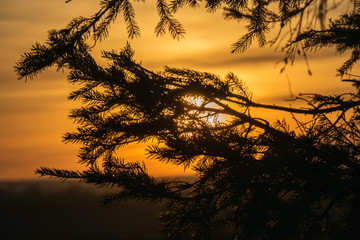 Magical sunrise sun behind the tree detail. There is a golden sky in the background. Dark clouds in the sky