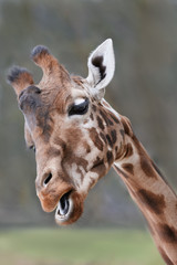 Close up of a giraffe head in a zoo