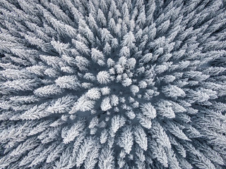 Snowy forest drone shot, winter