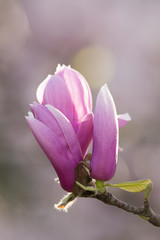 Single Magnolia tree flower closeup, in pink with blurred background.