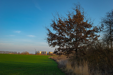 Obraz premium dry oak near the field waiting for spring