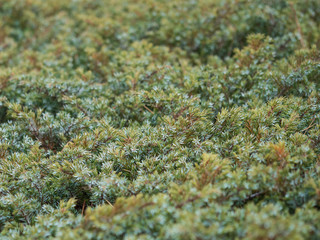 Juniper tree background. Green carpet of juniper.