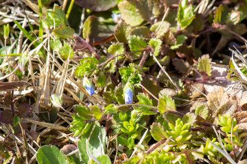 道端のオオイヌノフグリ（春の雑草） Veronica persica