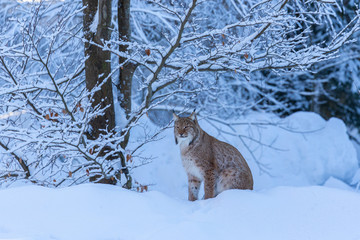 Euroasian lynx face to face in the bavarian national park in eastern germany, european wild cats, animals in european forests, lynx lynx 
