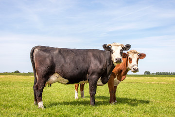 Blaarkop cows with horns cozy in a green field, cattle breed known as: blisterhead, fleckvieh,