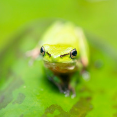 Wallum Sedge Frog also known by Litoria olongburensis.