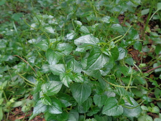 Peperomia pellucida (pepper elder, shining bush plant, and man to man) with natural background.