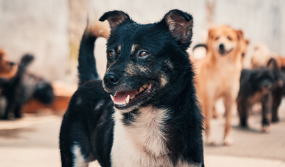 Sad dog in shelter waiting to be rescued and adopted to new home. Shelter for animals concept
