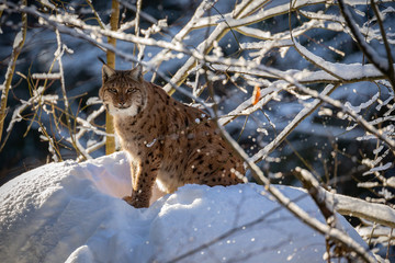 Euroasian lynx face to face in the bavarian national park in eastern germany, european wild cats, animals in european forests, lynx lynx 