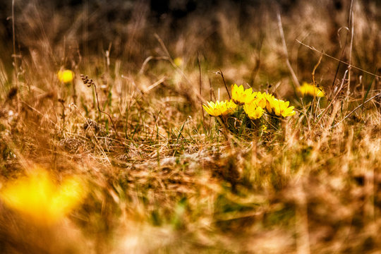 Sumpfdotterblume im Fr&uuml;hling