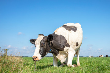 Cow with nose ring and chain, kneeling or rising up cow,  knees in the grass, black and white in a...
