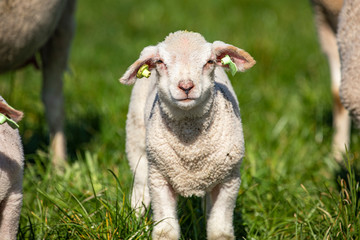 Newborn adorable lamb, yeanling, looking up, in the grass of a meadow.