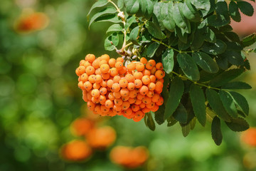 European rowan fruit