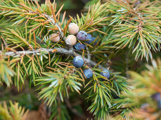 Bunch of juniper berries on a green branch