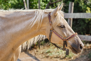 Portrait of Horse