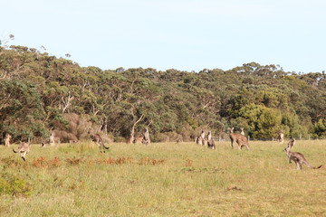 Fototapeta na wymiar kangaroos in australia