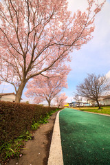 サイクリングロードの桜