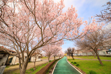 サイクリングロードの桜