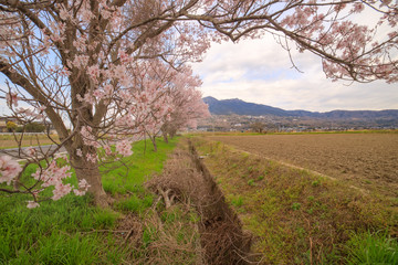 サイクリングロードの桜