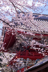 雨引観音の桜