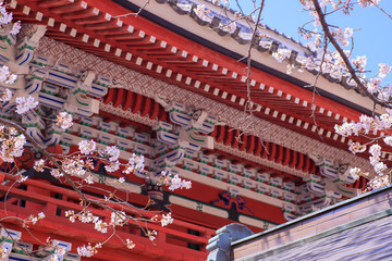 雨引観音の桜