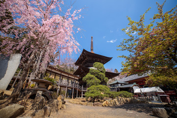 雨引観音の桜