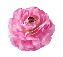 Ranunculus flower isolated on white background. Top view of beautiful pink buttercup flower.