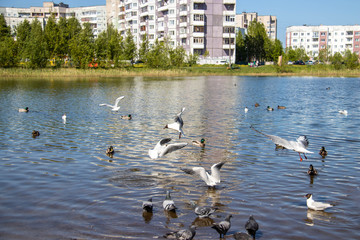 Summer day on the Bank of Lake Chayachiy on island of Yagry. Ducks