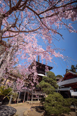 雨引観音の桜