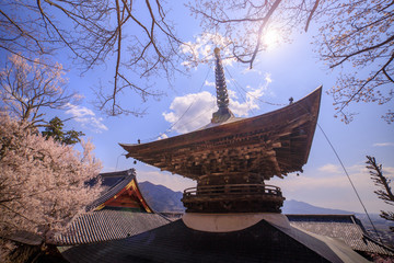 雨引観音の桜